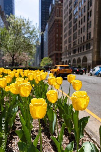 Yellow Tulips on Park Avenue during Spring on the Upper East Side of New York City 