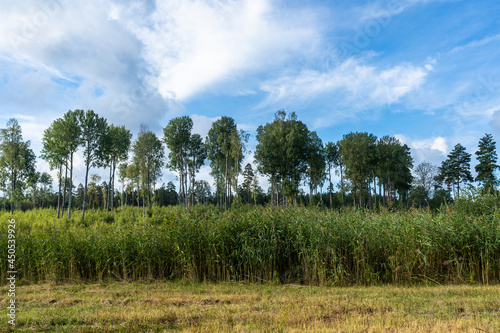 Amazing panoramic view of beautiful green rows of trees at the edge of the field. Rural countryside landscape background. End of summer. Yellow green colors. Fields harvested. Blue sky white clouds.