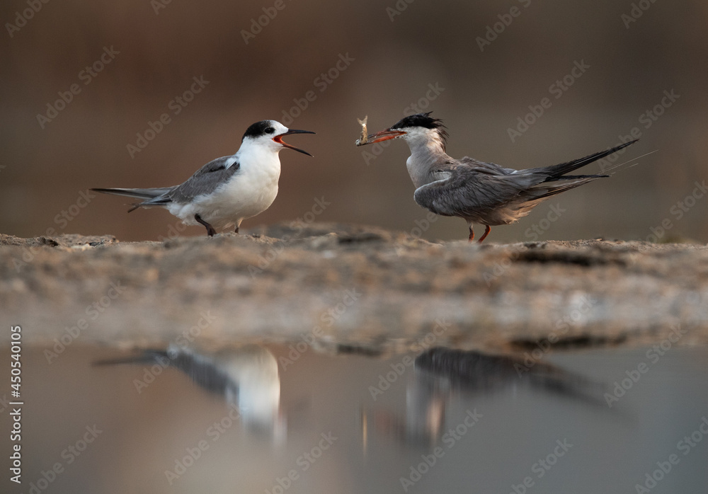 White-cheeked Tern feeding its chick at Asker marsh, Bahrain White-cheeked Tern feeding its chick at Asker marsh, Bahrain