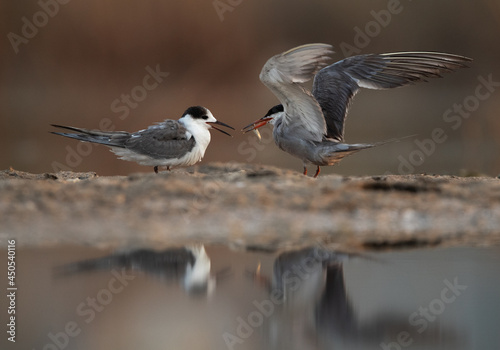 White-cheeked Tern feeding its chick at Asker marsh, Bahrain