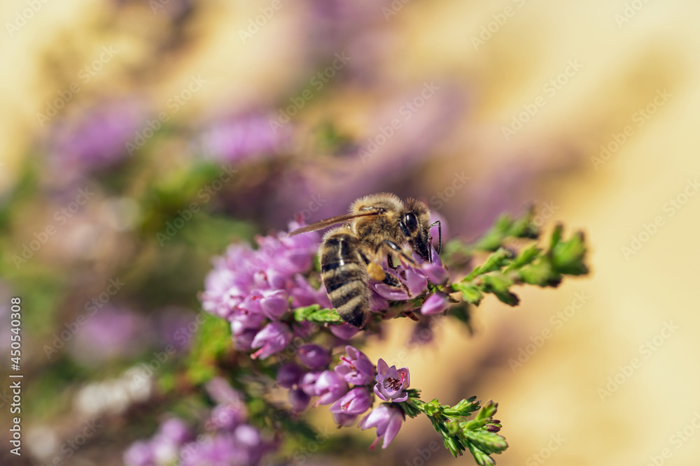 honeybee on the blossoms from a heather at a sunny summer day