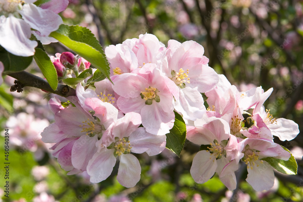 Obraz premium Apple blossom in springtime