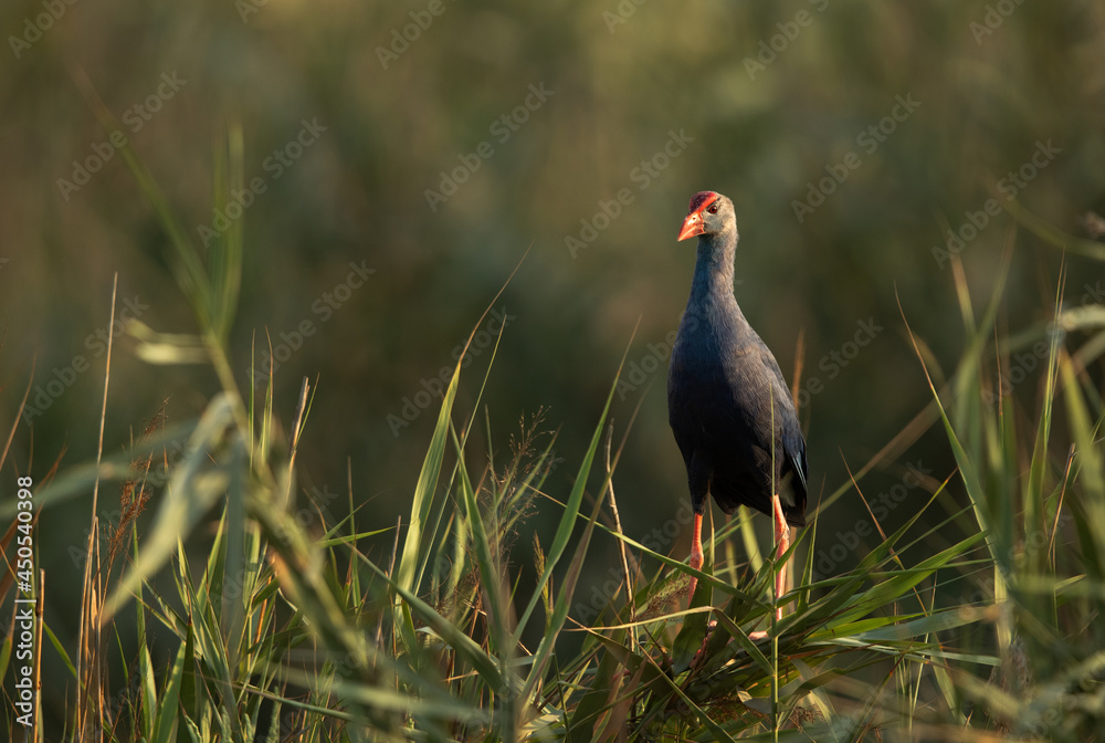 Grey-headed Swamphen in its habitat at Asker Marsh, Bahrain Grey-headed Swamphen in its habitat at Asker Marsh, Bahrain