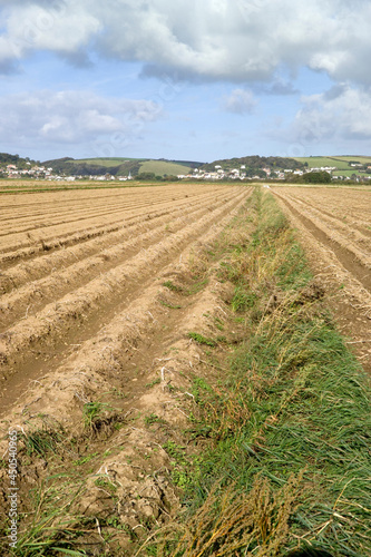 Braunton Great Field, Braunton, Devon