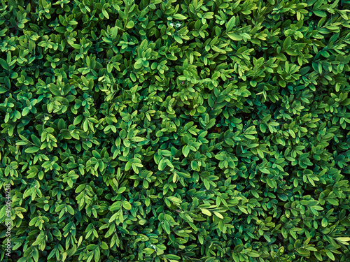 Background of fresh green leaves. © Kulbabka