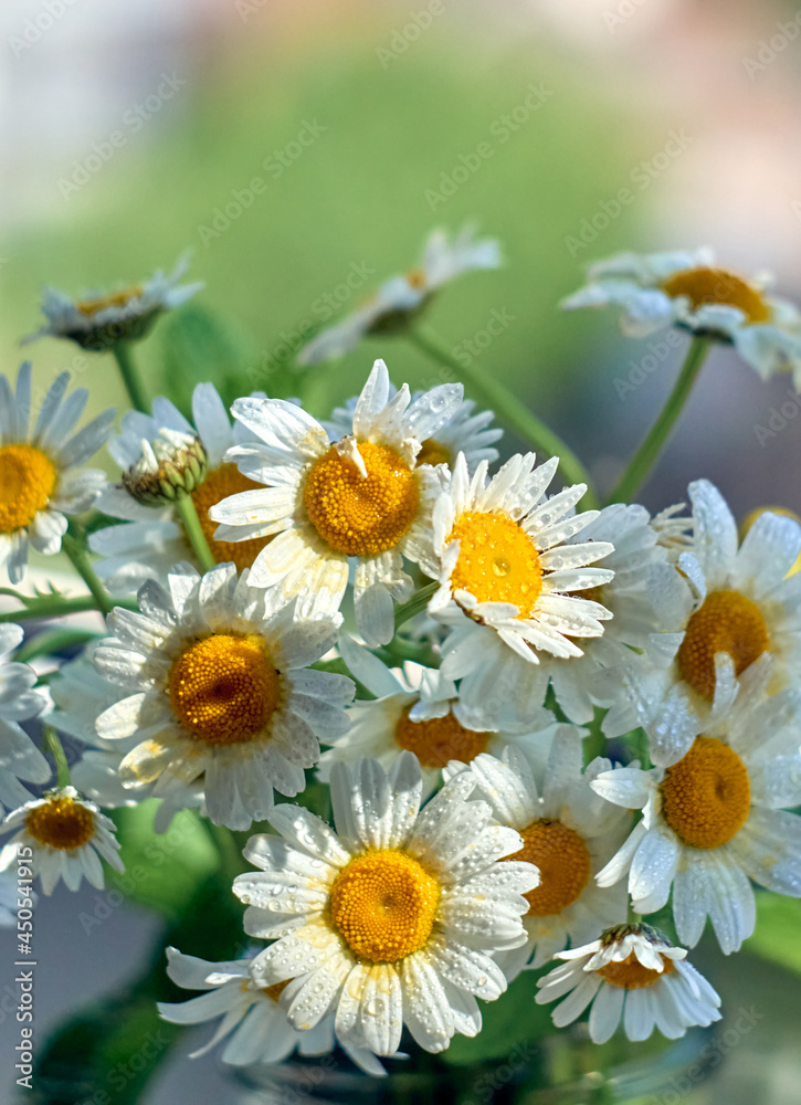 Obraz premium Bouquet of daisy flowers, close up.