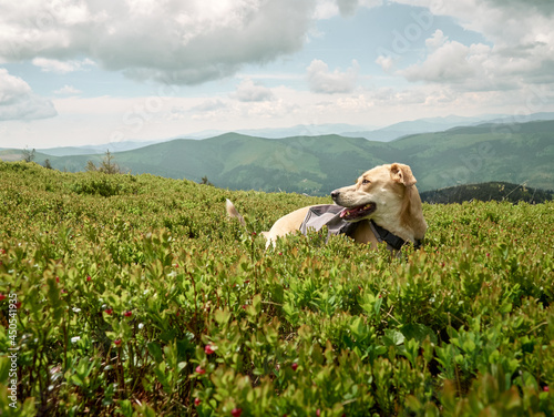 Dog sitting on the grass in the mountains. Carpathians, Ukraine