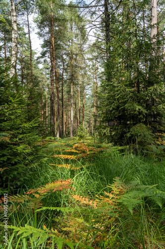 Forest in summer in the Elbe Sandstone Mountains