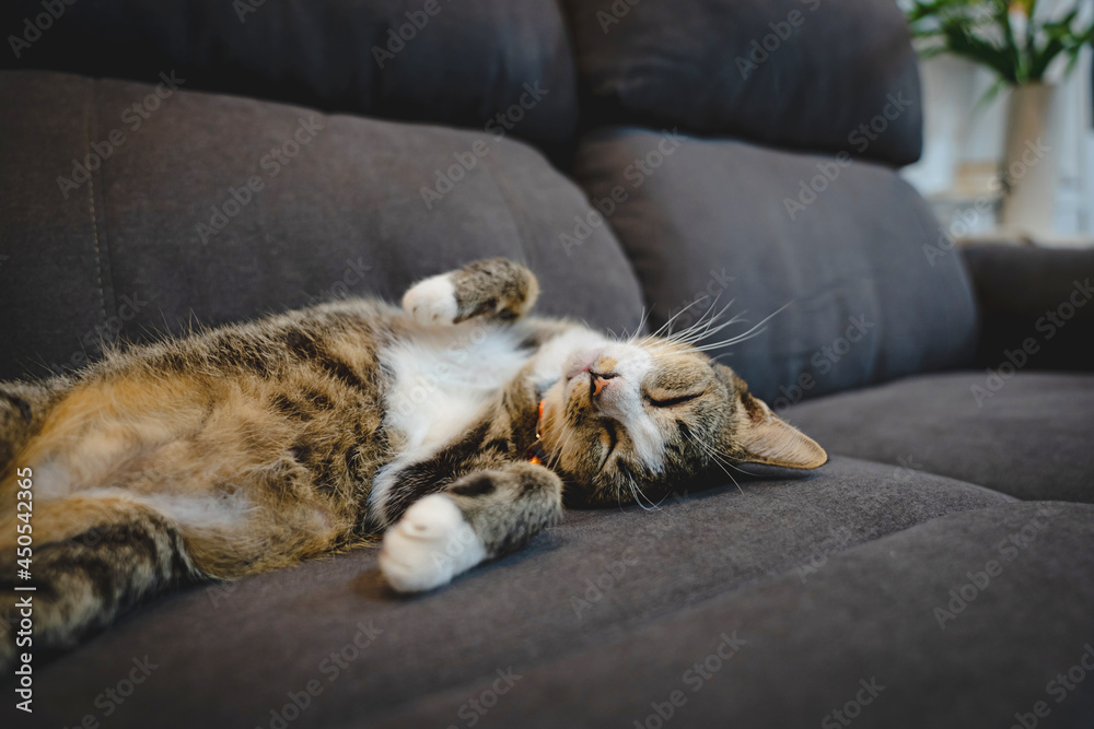Happy tabby cat. Relaxed domestic cat at home. house cat is resting on the couch in the apartment Happy tabby cat. Relaxed domestic cat at home. house cat is resting on the couch in the apartment
