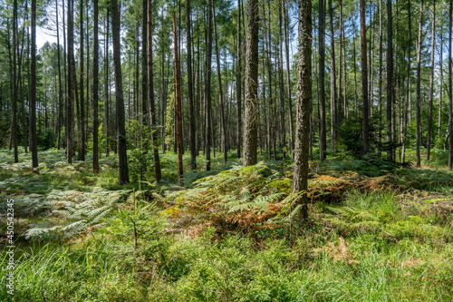 Forest in summer in the Elbe Sandstone Mountains