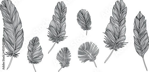 Vector feathers collection. Hand drawn isolated on white background vector set. Vintage art illustration
