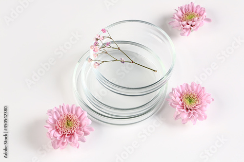 mockup for organic cosmetics or alternative medicine. Petri dishes with pink chrysanthemums on a white background.