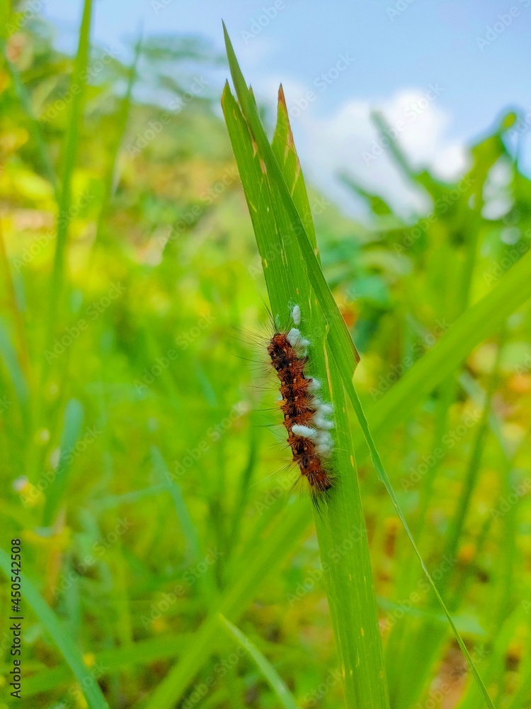 Beautiful natural ants photo from banyumas, jawa tengah, indonesia Beautiful natural ants photo from banyumas, jawa tengah, indonesia