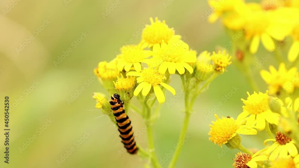 Cinnabar Moth caterpillar feeding on some Ragwort flowers. Scientific name, Tyria jacobaeae. Cinnabar Moth caterpillar feeding on some Ragwort flowers. Scientific name, Tyria jacobaeae.