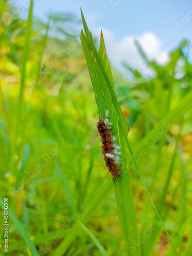 Beautiful natural ants photo from banyumas, jawa tengah, indonesia © Indri
