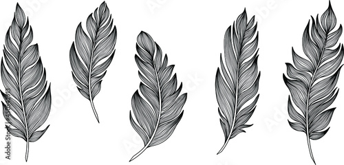 Vector feathers collection. Hand drawn isolated on white background set. Vintage art illustration