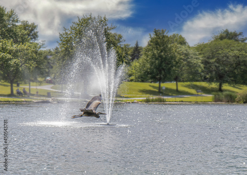 Great blue heron flying past a fountain in a lake, daytime
