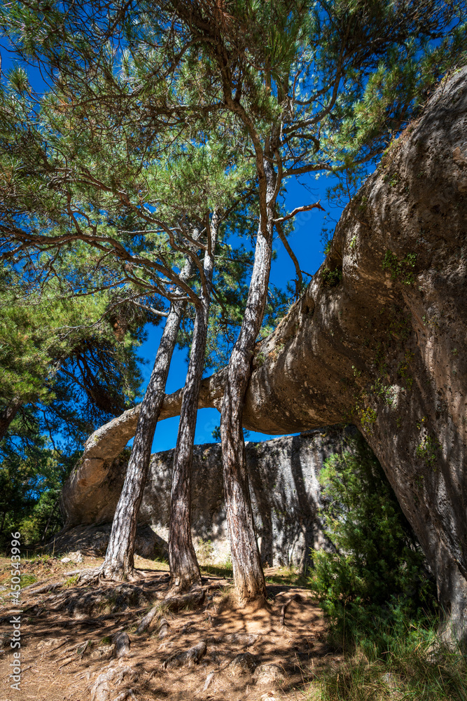 Three trees trees resting over the boulder bridge