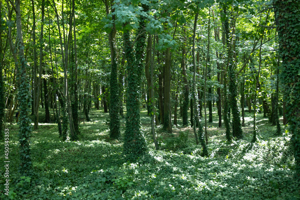 trees in the forest covered with ivy, green background trees in the forest covered with ivy, green background