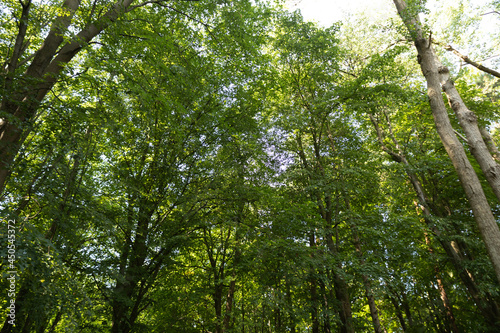 trees in the forest green background