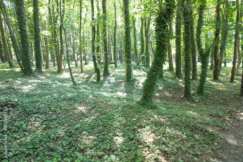 trees in the forest covered with ivy  green background