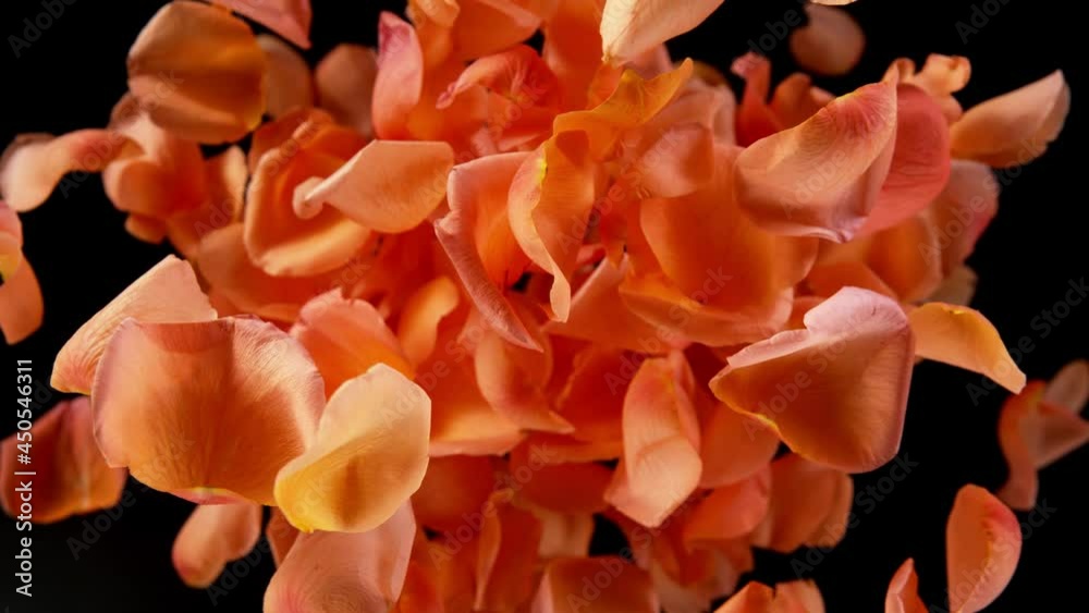 Super slow motion of flying rose petals on clear black background. Filmed on high speed cinema camera, 1000 fps.