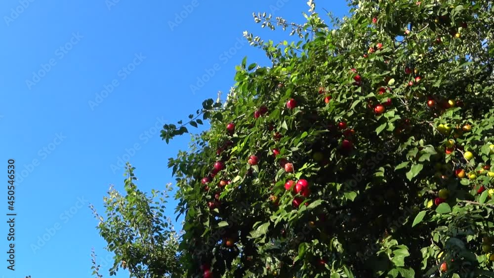 Nature, blue sky, tree with plums. Nature, blue sky, tree with plums.