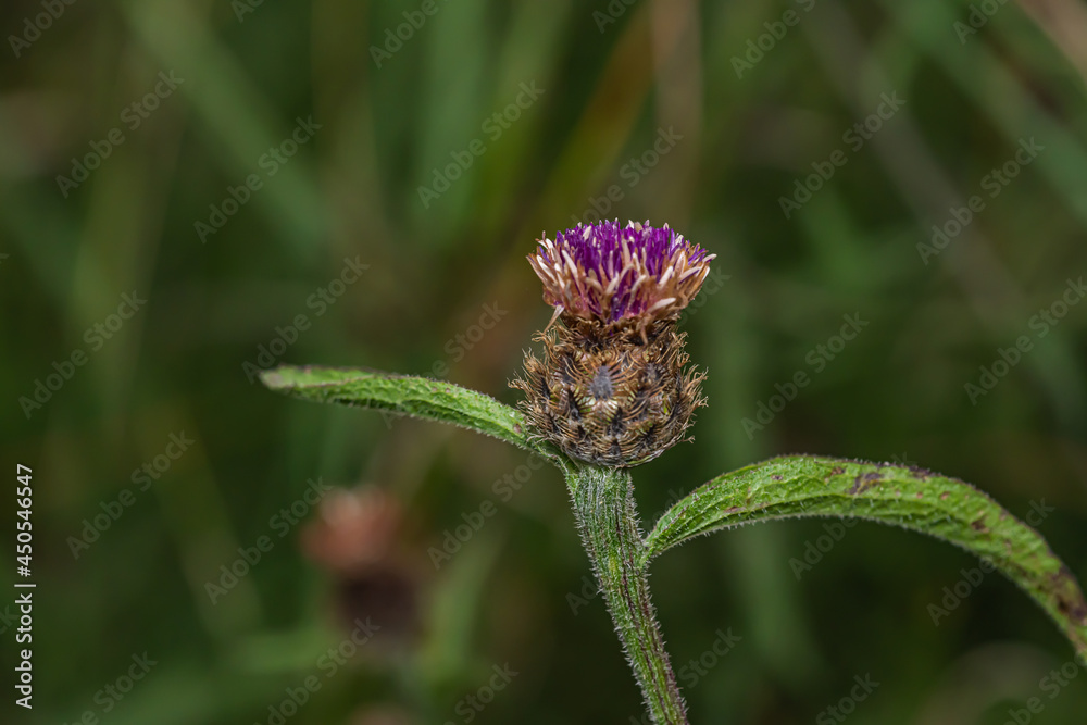 Close up shot of a Flowering Plant Close up shot of a Flowering Plant