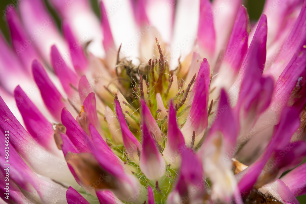 Close up shot of a Flowering Plant Close up shot of a Flowering Plant