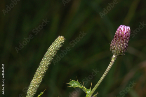 Close up shot of a Flowering Plant © mangomarey