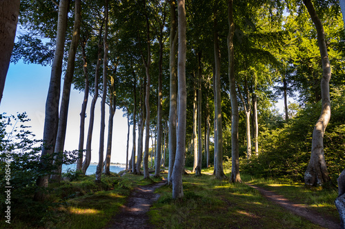 Der Geisterwald an der Ostsee