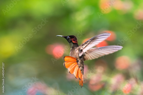 A Ruby Topaz hummingbird (Chrysolampis mosquitus) hovering in the air facing away from the camera with a bokeh background. Bird in flight. Tropical bird in flight.
