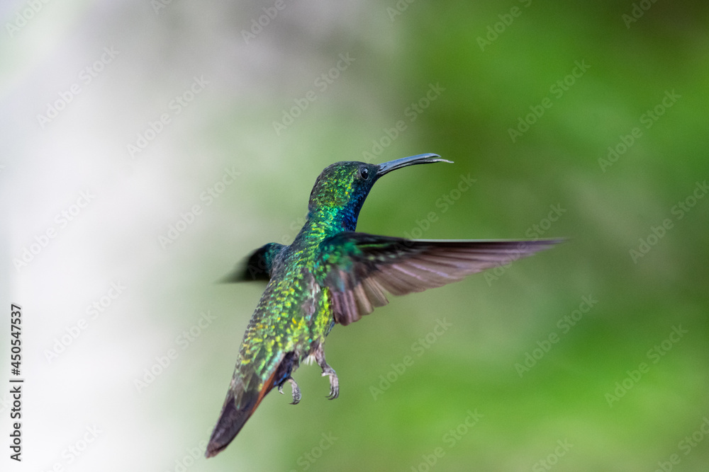 Obraz premium A Black-throated Mango hummingbird (Anthracothorax nigricollis) flying away from camera with a blurred background. Bird in flight. Tropical bird.
