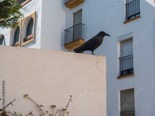 Fotografia Black metal crow on building facade to scare away pigeons