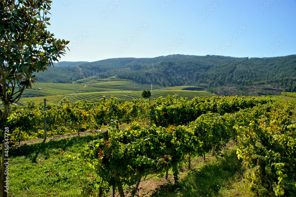 Rosal Vineyards in Galicia, Spain