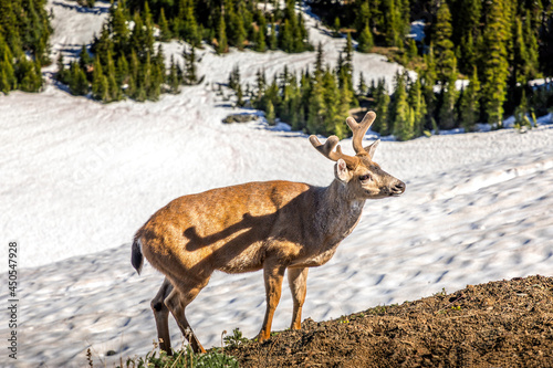 A deer at Hurricane Ridge in the Olympic National Park, USA
