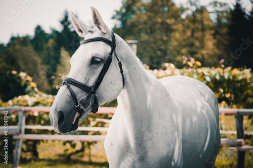Sport horse portrait