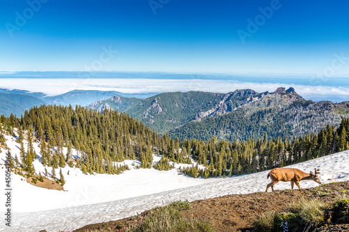 A deer and the mountain range at Hurricane Ridge in the Olympic National Park  USA