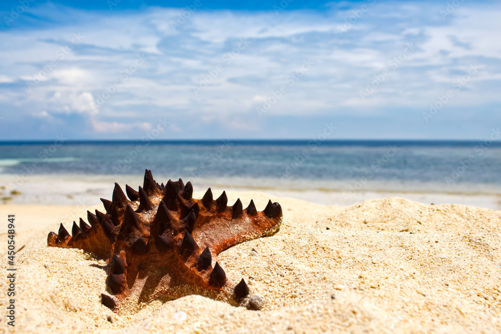 starfish on the beach