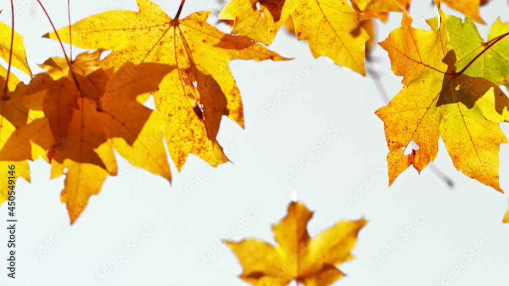 Super slow motion of falling autumn maple leaves. Filmed on high speed cinema camera, 1000 fps.