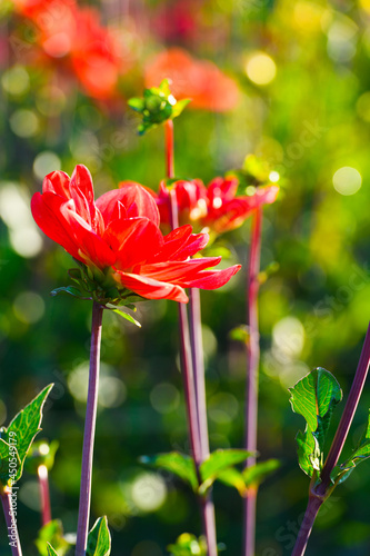 A red perennial dahlia flower in a commercial field which bokeh pattern in the out of focus background photo