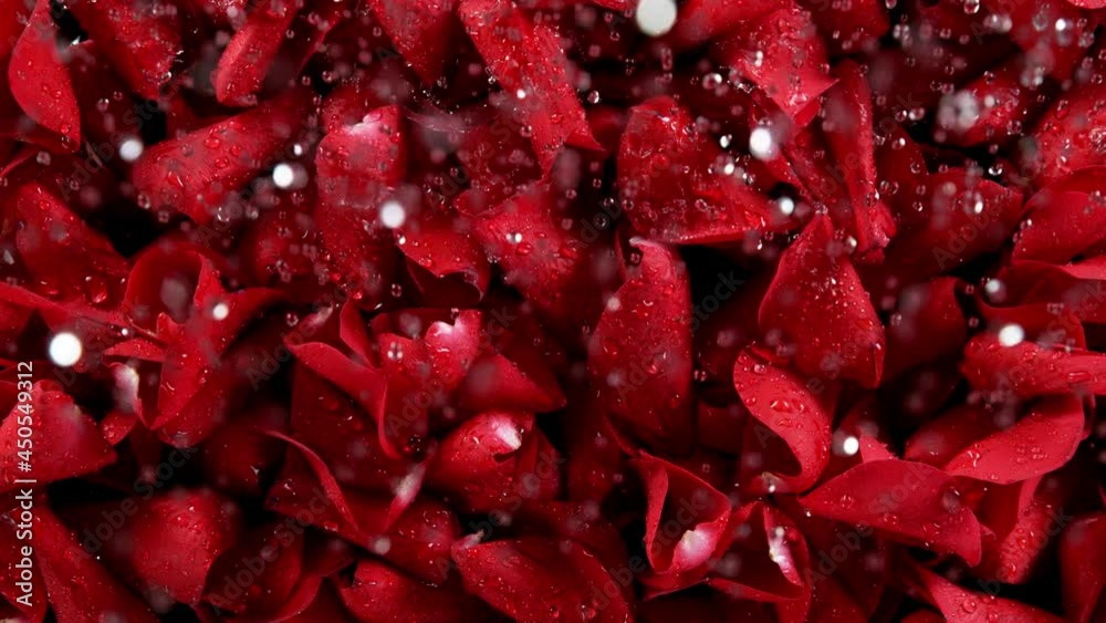 Super slow motion of rose petals with water drops rain. Filmed on high speed cinema camera, 1000 fps. Super slow motion of rose petals with water drops rain. Filmed on high speed cinema camera, 1000 fps.