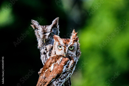 Closeup shot of downy eastern screech owls in their habitat photo