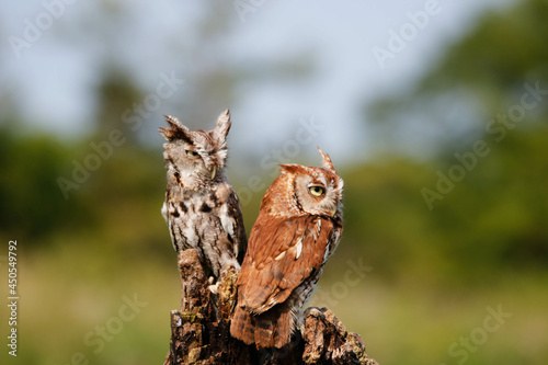 Photography Closeup shot of downy eastern screech owls in their habitat