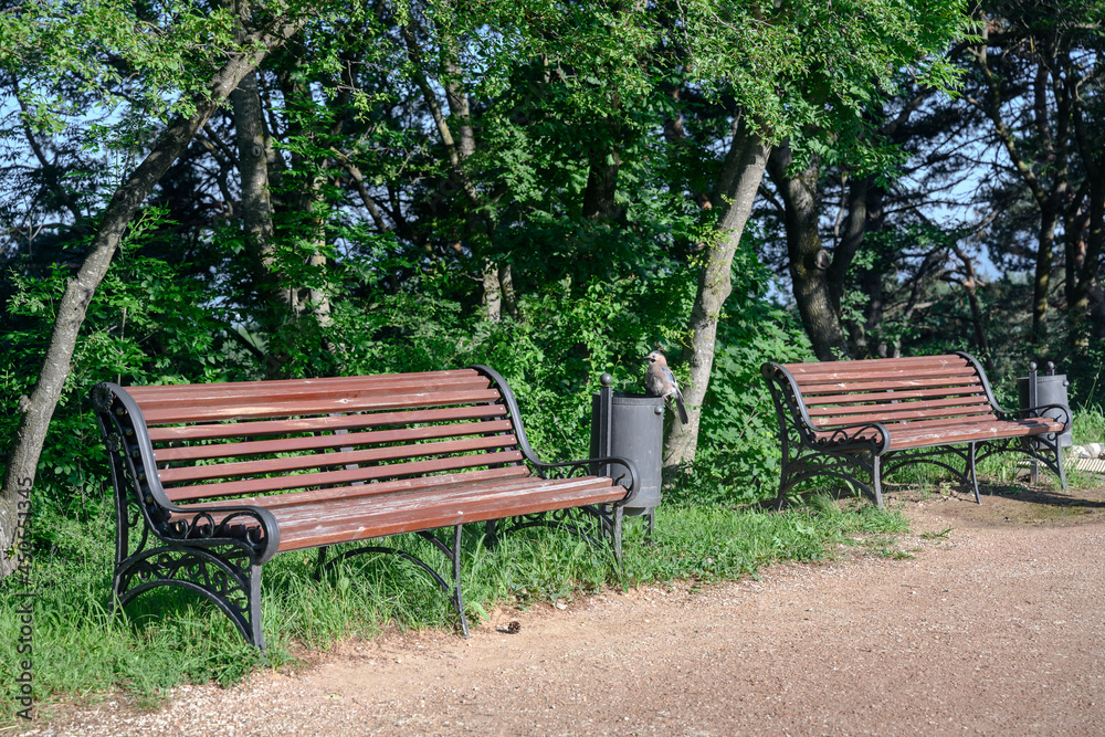 Park benches and a jay bird sitting on an urn in the hot summer sun Park benches and a jay bird sitting on an urn in the hot summer sun
