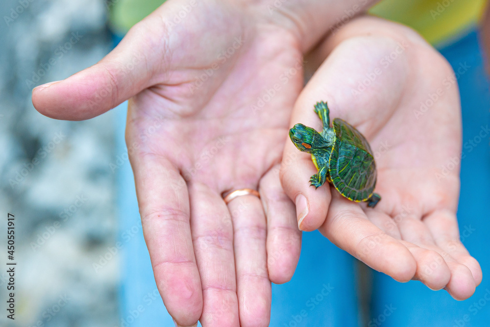 The hand holds a newly hatched baby turtle. A small turtle on human palms. The hand holds a newly hatched baby turtle. A small turtle on human palms.