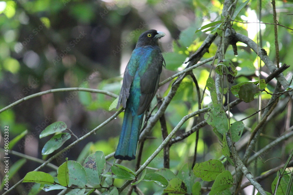 El bello Trogon esperando en una rama en un amanecer en la zona tropical de México.