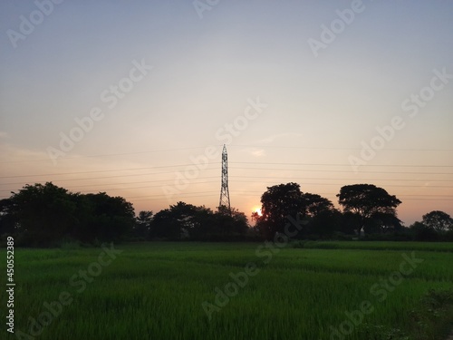 Rice field at sunset time. Beautiful goldn color sunset at paddy field. paddy field during sunset with blue sky. Rice field in India.  photo