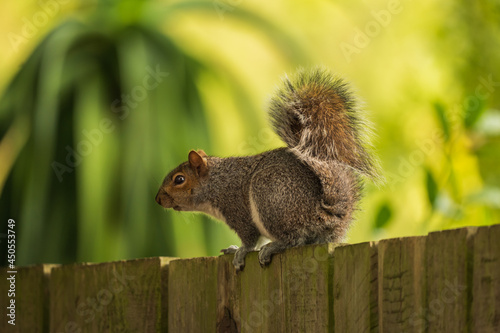 Brown cute Squirrel on a wooden fence about to jump onto a tree