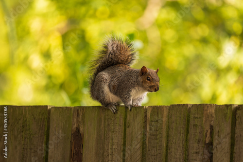 Side pose of a brown cute Squirrel on a wooden fence